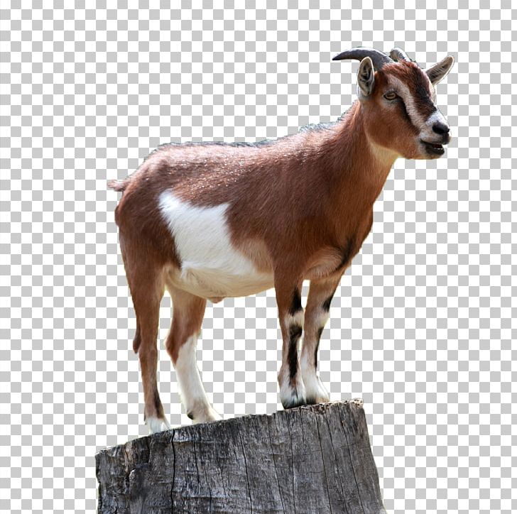 Boer Goat Caprinae Sheep Mountain Goat PNG, Clipart, Animals, Boer Goat, Bovid, Caprinae, Cheesemaking Free PNG Download