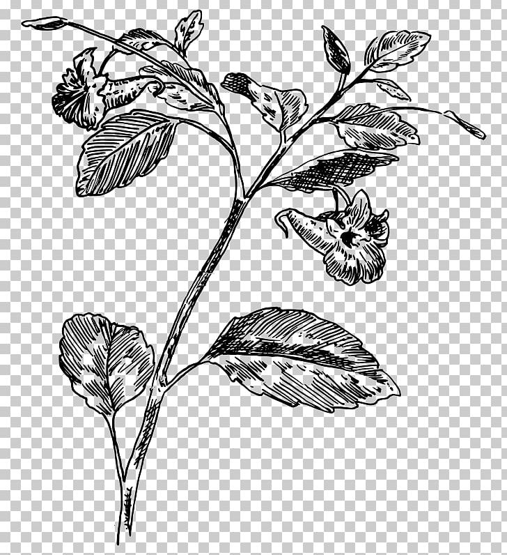 Drawing Mimosa Pudica Coloring Book PNG, Clipart, Biology, Biyoloji, Black And White, Branch, Coloring Book Free PNG Download