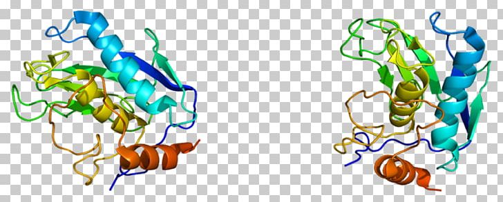 Matrix Metallopeptidase 12 Matrix Metalloproteinase Enzyme Gene PNG, Clipart, Art, Elastase, Elastin, Enzyme, Fibrillin Free PNG Download