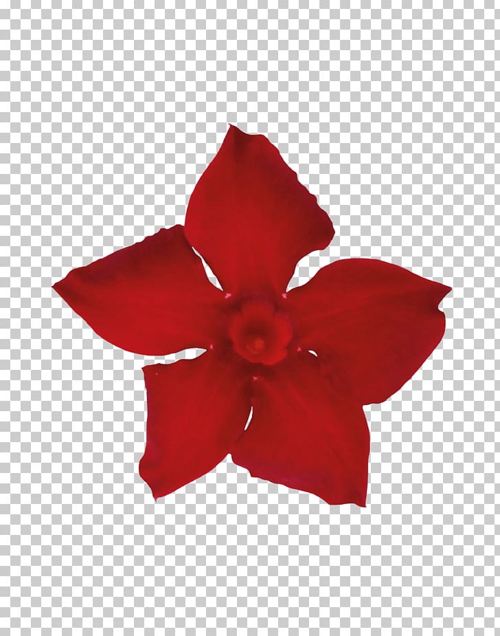 Rocktrumpet Petal Cut Flowers Sorting Algorithm PNG, Clipart, Average, Cut Flowers, Flower, Flowering Plant, Ifwe Free PNG Download