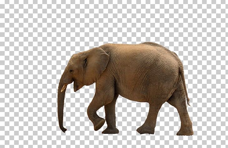 African Bush Elephant Asian Elephant Elephantidae African Forest Elephant PNG, Clipart, African Bush Elephant, African Forest Elephant, Animal Figure, Animals, Asian Elephant Free PNG Download