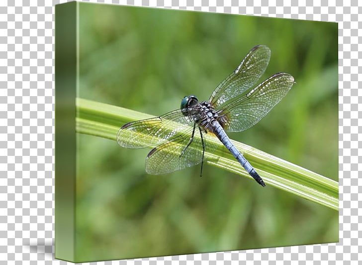 Canvas Print Dragonfly Printmaking Printing Art PNG, Clipart, Art, Arthropod, Canvas, Canvas Print, Collage Free PNG Download