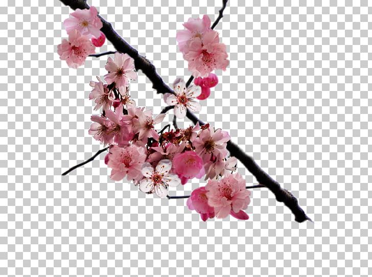 Cherry Blossom PNG, Clipart, Art, Artificial Flower, Blossom, Branch, Cherry Free PNG Download