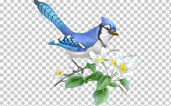 Drawing Blue Jay Illustrator PNG, Clipart, Art, Beak, Bird, Bluebird, Blue Jay Free PNG Download