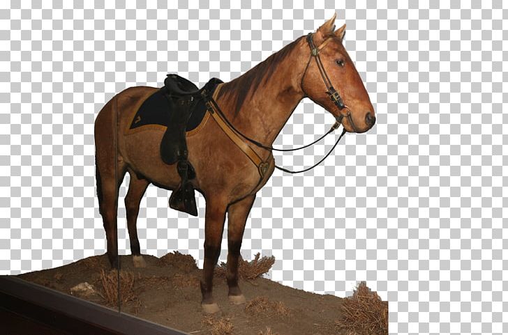 Mare Bridle Horse Harnesses Mustang Rein PNG, Clipart, Bit, Bridle, Comanche, Dumbbell, Exercise Free PNG Download