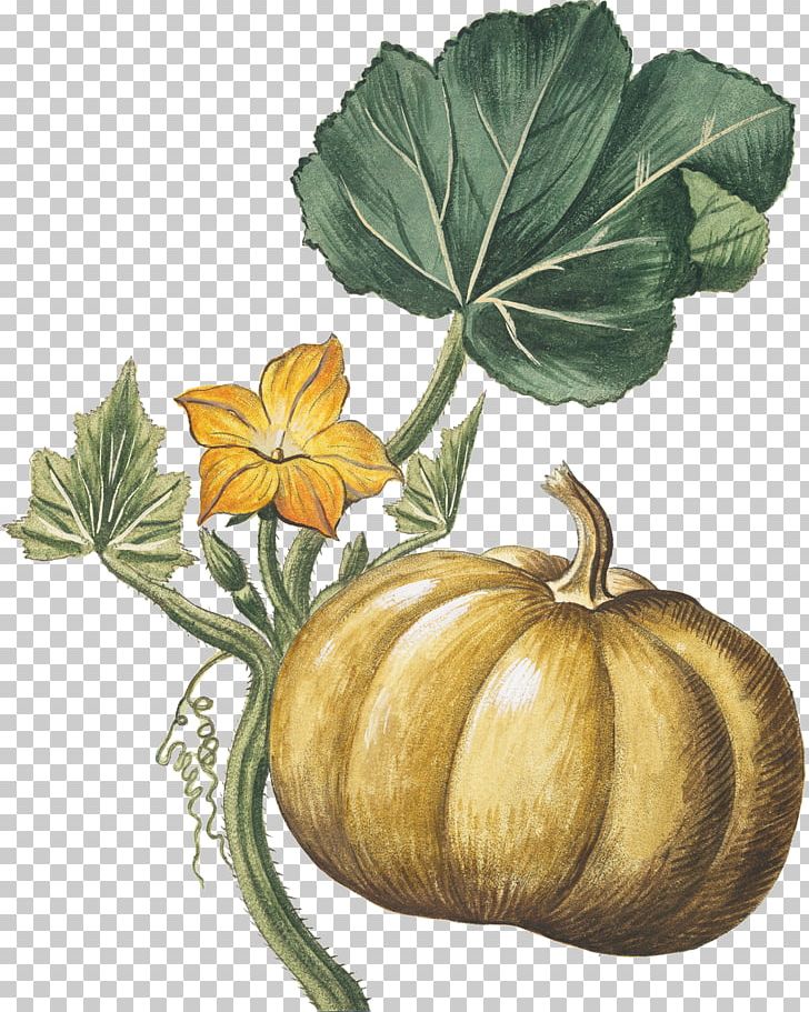 Pumpkin Gourd Botanical Illustration Botany PNG, Clipart, Autumn Harvest, Biological Illustration, Botanical Illustrator, Calabaza, Commodity Free PNG Download