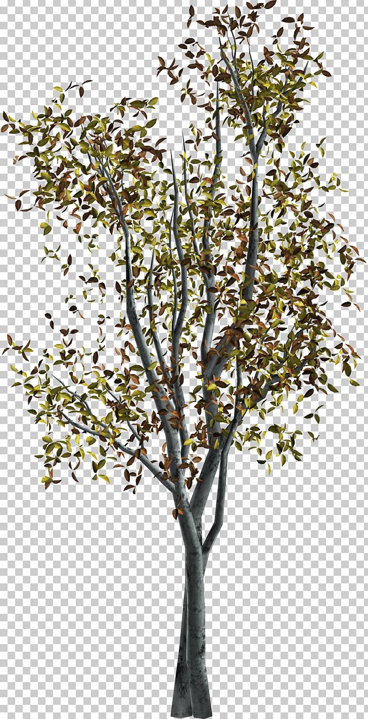 Tree Autumn PNG, Clipart, Albom, Autumn, Branch, Download, File Size Free PNG Download