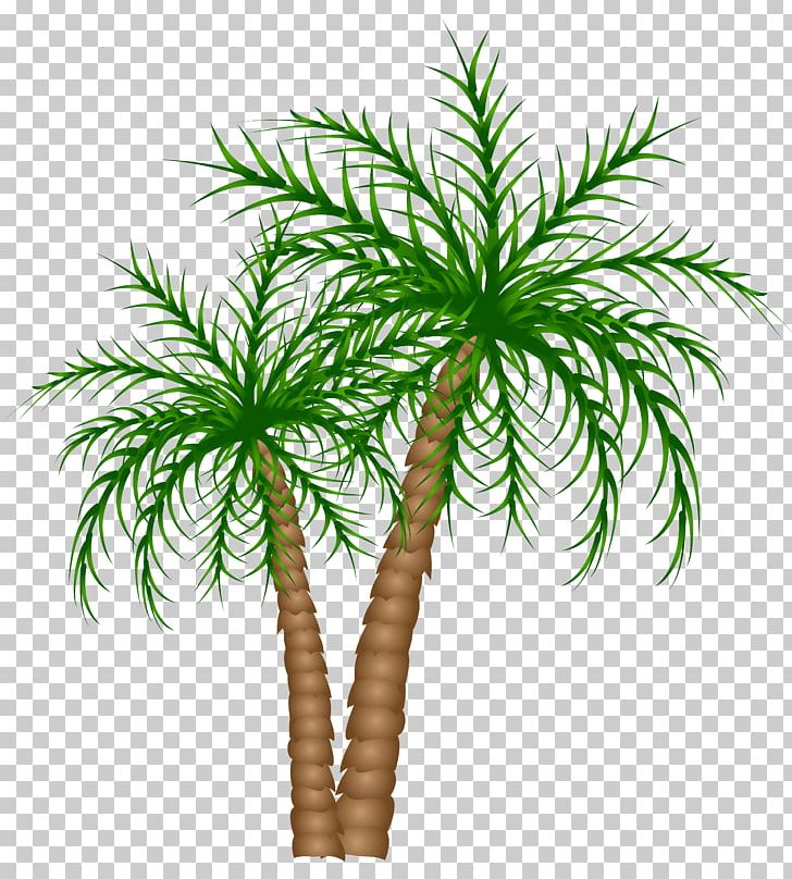 Arecaceae Tree Date Palm PNG, Clipart, Arecaceae, Arecales, Asian Palmyra Palm, Borassus Flabellifer, Branch Free PNG Download