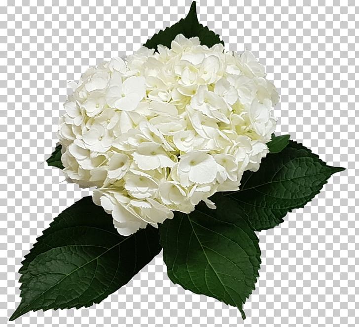 Hydrangea Cut Flowers Flower Bouquet Floral Design PNG, Clipart, Cornales, Cut Flowers, Floral Design, Flower, Flower Bouquet Free PNG Download