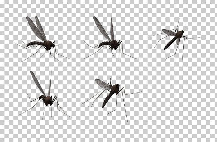 Mosquito PNG, Clipart, Clip Art, Computer Icons, Design, Display Resolution, Encapsulated Postscript Free PNG Download