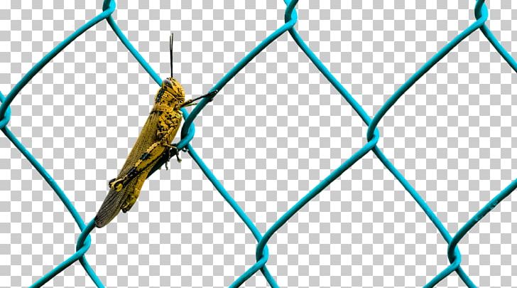 Perimeter Fence Wire Insect PNG, Clipart, Angle, Area, Caelifera, Chainlink Fencing, Download Free PNG Download