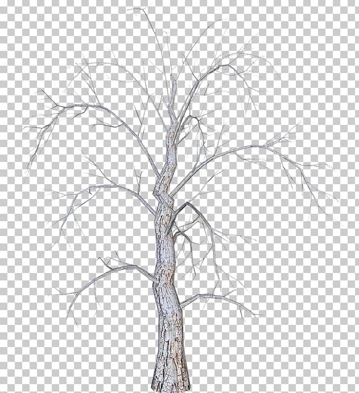 Tree Branch PNG, Clipart, Agac, Branch, Clip Art, Dal, Diagram Free PNG Download