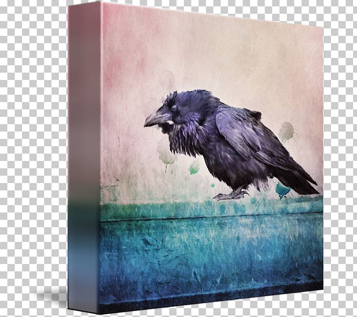 American Crow Rook Common Raven Frames PNG, Clipart, American Crow, Animals, Beak, Bird, Common Raven Free PNG Download