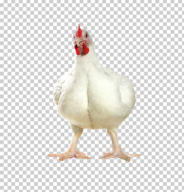 Broiler Fowl Chicken As Food Silkie Egg PNG, Clipart, Beak, Bird, Breed, Broiler, Chick Free PNG Download