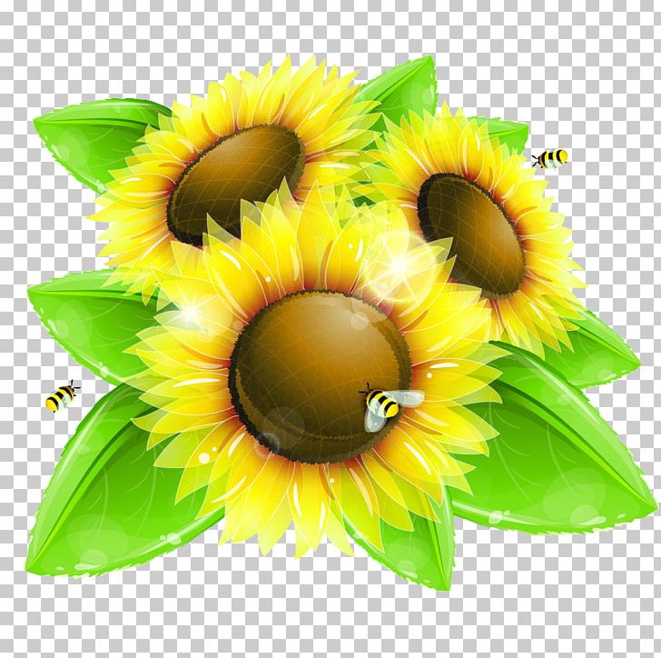 Common Sunflower Drawing Euclidean Illustration PNG, Clipart, Art, Color, Daisy Family, Flower, Flowers Free PNG Download