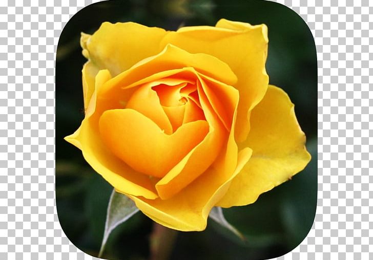Garden Roses Flower Garden PNG, Clipart, 8floor, Austrian Briar, Closeup, Floribunda, Flower Free PNG Download