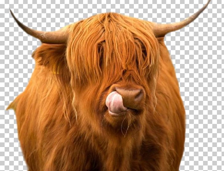 Highland Cattle Angus Cattle Ox Scotland Livestock PNG, Clipart, Angus Cattle, Bull, C 5, Cattle, Cattle Like Mammal Free PNG Download