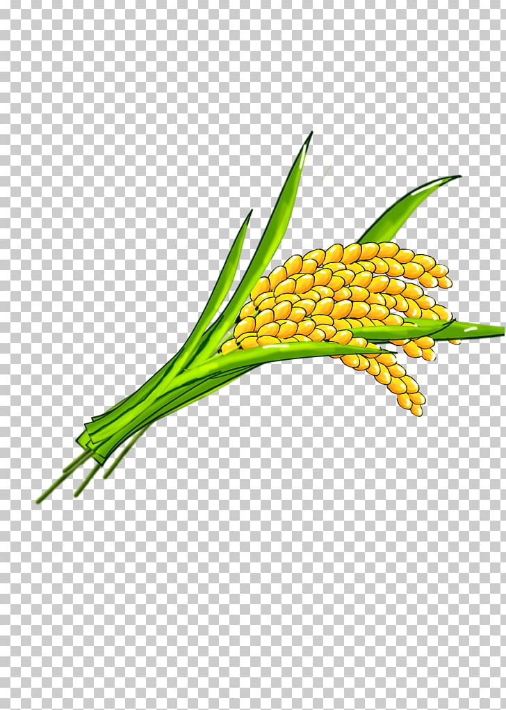 Rice PNG, Clipart, Barbell 27 2 1, Cartoon, Clip Art, Commodity, Farmer Free PNG Download