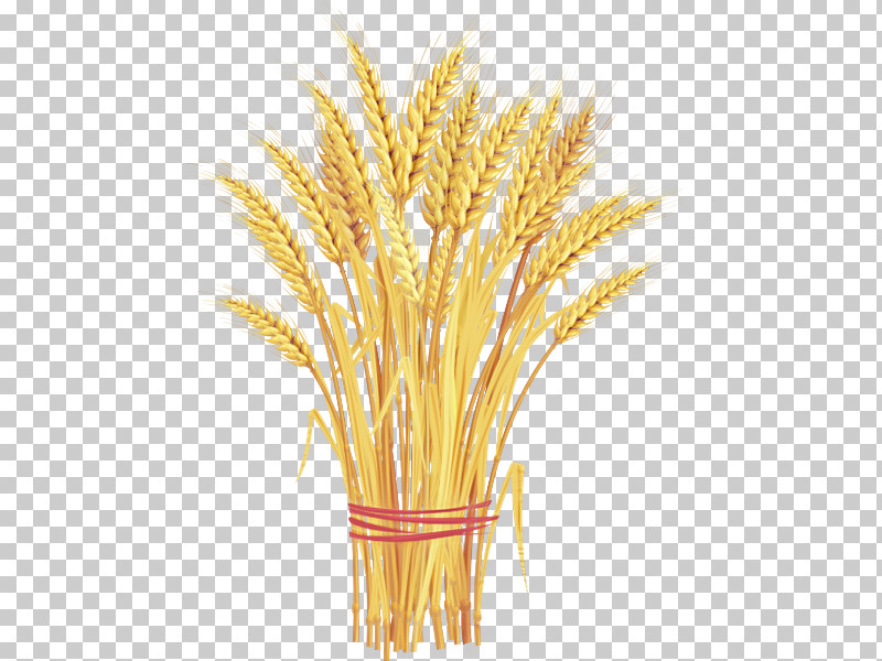 Wheat PNG, Clipart, Barleys, Cereal, Cereal Germ, Durum, Embryo Free PNG Download