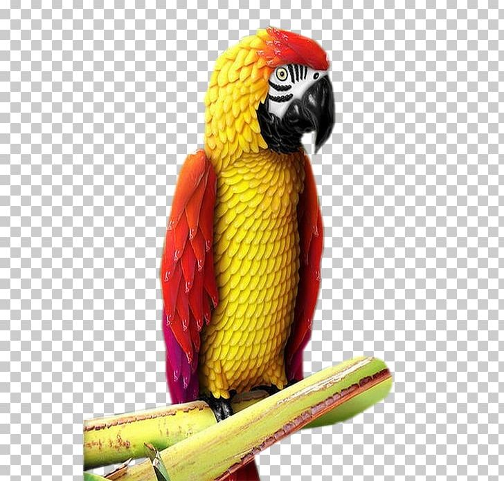 Bird Macaw Parakeet Beak PNG, Clipart, Animals, Animaux, Beak, Bird, Bisou Free PNG Download