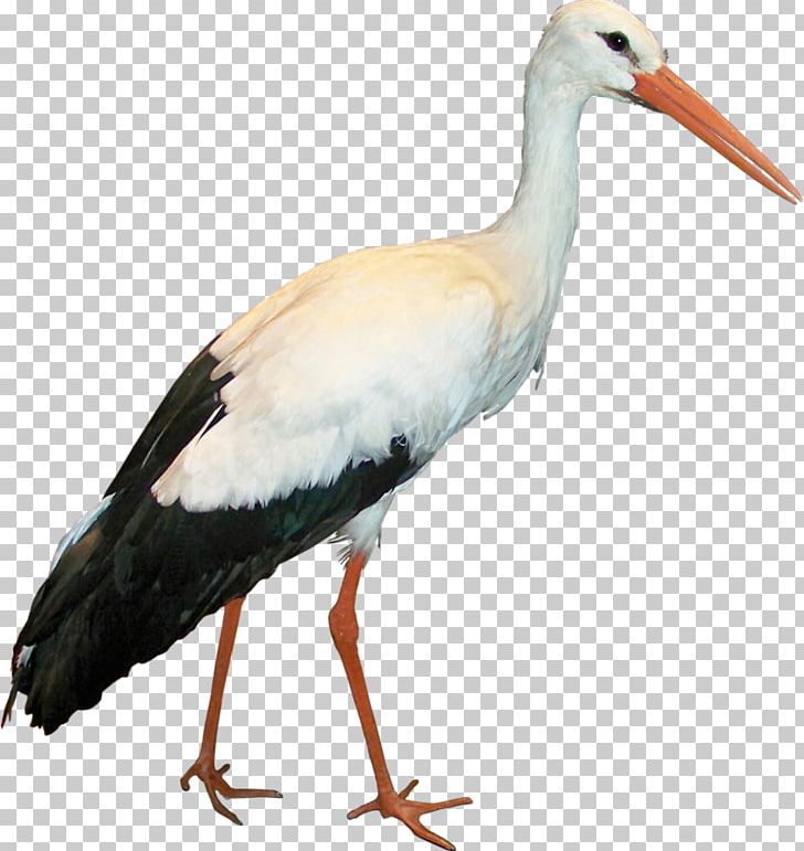 Ciconia PNG, Clipart, Archive File, Beak, Bird, Ciconia, Ciconiiformes Free PNG Download