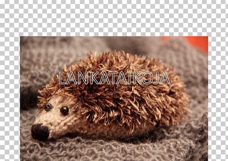 Domesticated Hedgehog Fauna Fur Snout PNG, Clipart, Animals, Domesticated Hedgehog, Domestication, Erinaceidae, Fauna Free PNG Download