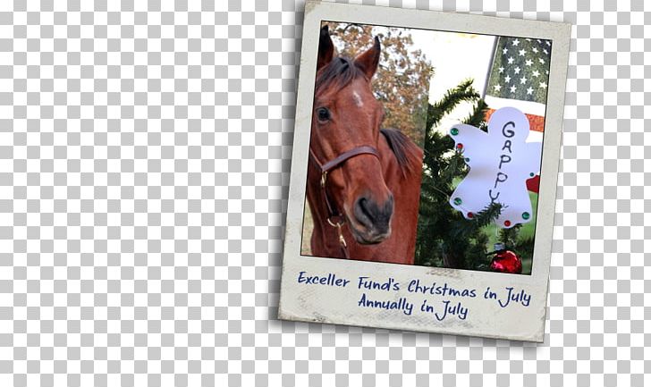 Horse Frames 0 PNG, Clipart, 2016, Animals, Horse, Picture Frame, Picture Frames Free PNG Download