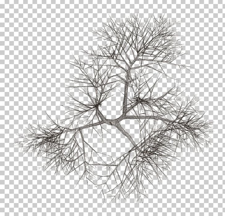 Fir Tree Plant Pine PNG, Clipart, Black And White, Branch, Conifer, Conifers, Drawing Free PNG Download