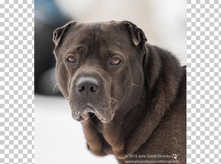 Ori-Pei Cane Corso Dog Breed Sporting Group Dog Collar PNG, Clipart, Breed, Cane Corso, Carnivoran, Chinese Sharpeis, Collar Free PNG Download