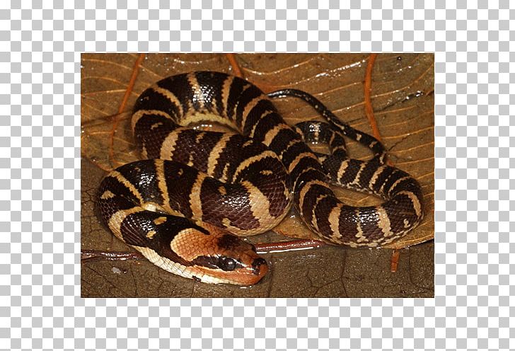 Boa Constrictor Hognose Snake Rattlesnake Kingsnakes Vipers PNG, Clipart, Animal, Boa Constrictor, Boas, Colubridae, Fauna Free PNG Download