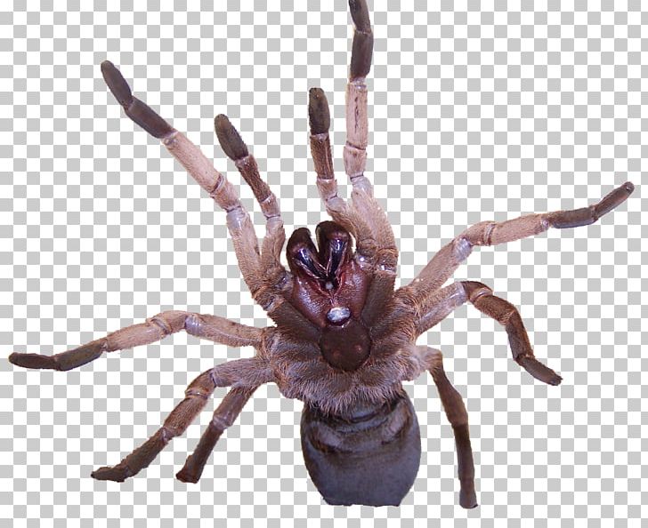 Tarantula Spider Venom Goliath Birdeater Insect PNG, Clipart, Allergen, Antivenom, Arachnid, Arthropod, Goliath Birdeater Free PNG Download