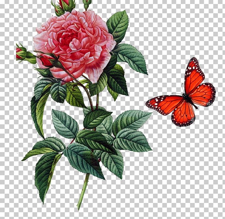 Rosa Gallica Damask Rose Centifolia Roses Botany Botanical Illustration PNG, Clipart, Art, Butterfly, Centifolia Roses, Cut Flowers, Engraving Free PNG Download