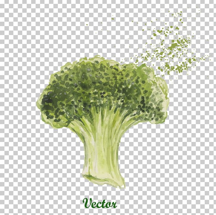 Vegetable Broccoli Illustration PNG, Clipart, Cartoon, Cauliflower, Drawing Vector, Food, Fruit Free PNG Download