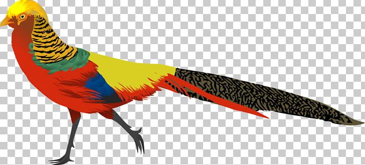 Golden Pheasant Phasianidae Bird PNG, Clipart, Animal, Animal Figure, Animals, Art, Beak Free PNG Download
