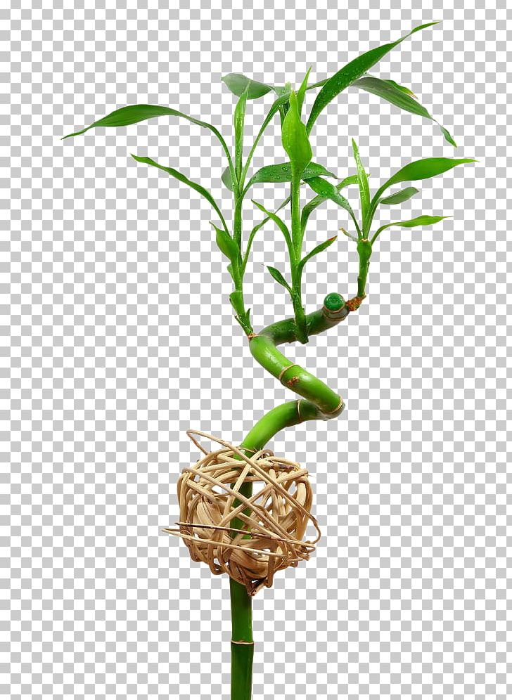 Lucky Bamboo Bamboe Leaf Ornamental Plant PNG, Clipart, Auspicious, Bamboe, Bamboo, Bamboo Border, Bamboo Leaves Free PNG Download