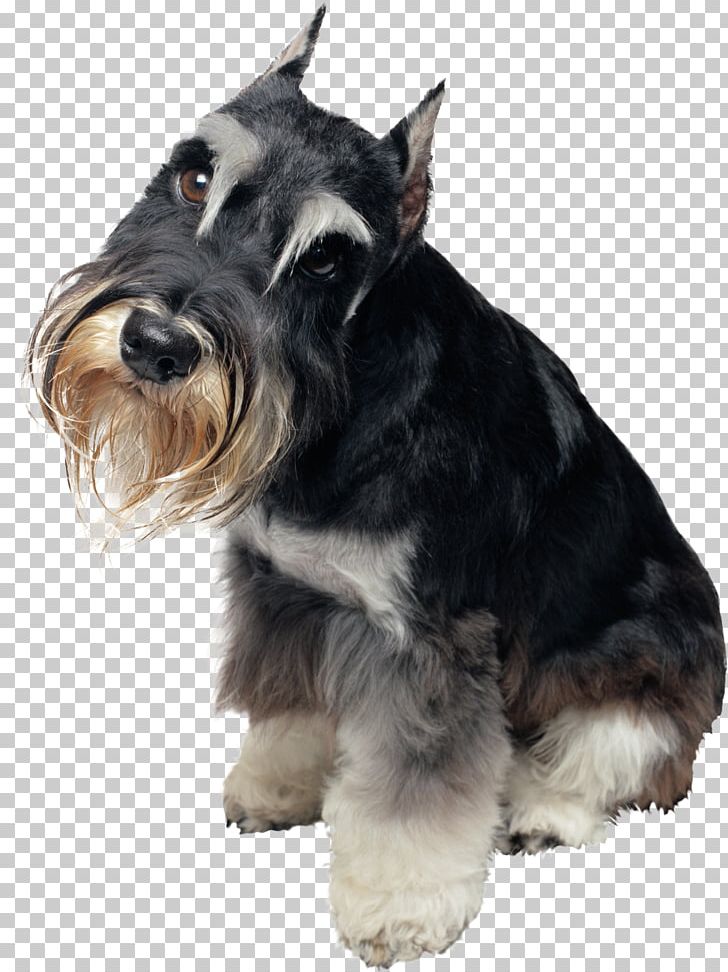 Miniature Schnauzer Dog Grooming Pet Coat PNG, Clipart, Animal, Animals, Breed, Carnivoran, Cat Free PNG Download