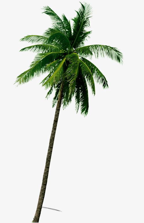 Tropical Coconut Trees PNG, Clipart, Coconut, Coconut Clipart, Coconut Clipart, Coconut Tree, Customs Free PNG Download