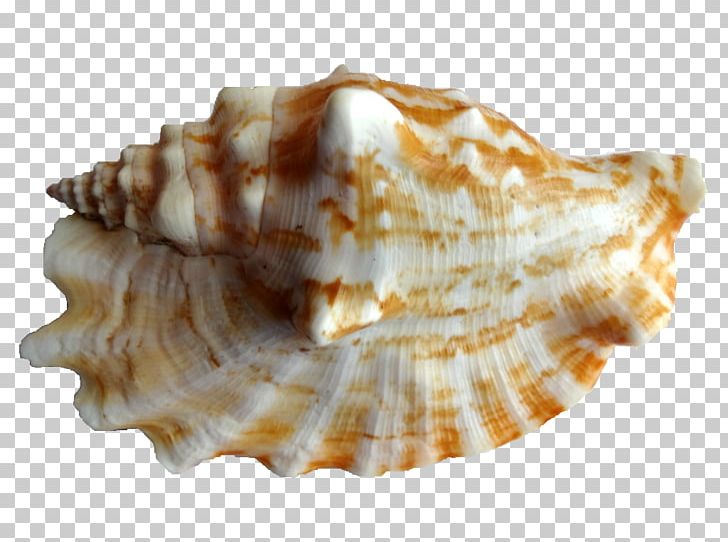 Cockle Shankha Conchology Seashell PNG, Clipart, Clam, Clams Oysters Mussels And Scallops, Cockle, Conch, Conchology Free PNG Download