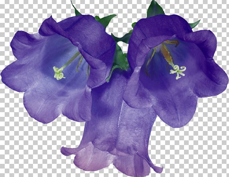 Cut Flowers Floral Design Blue PNG, Clipart, Bellflower, Bellflower Family, Blue, Cobalt Blue, Color Free PNG Download