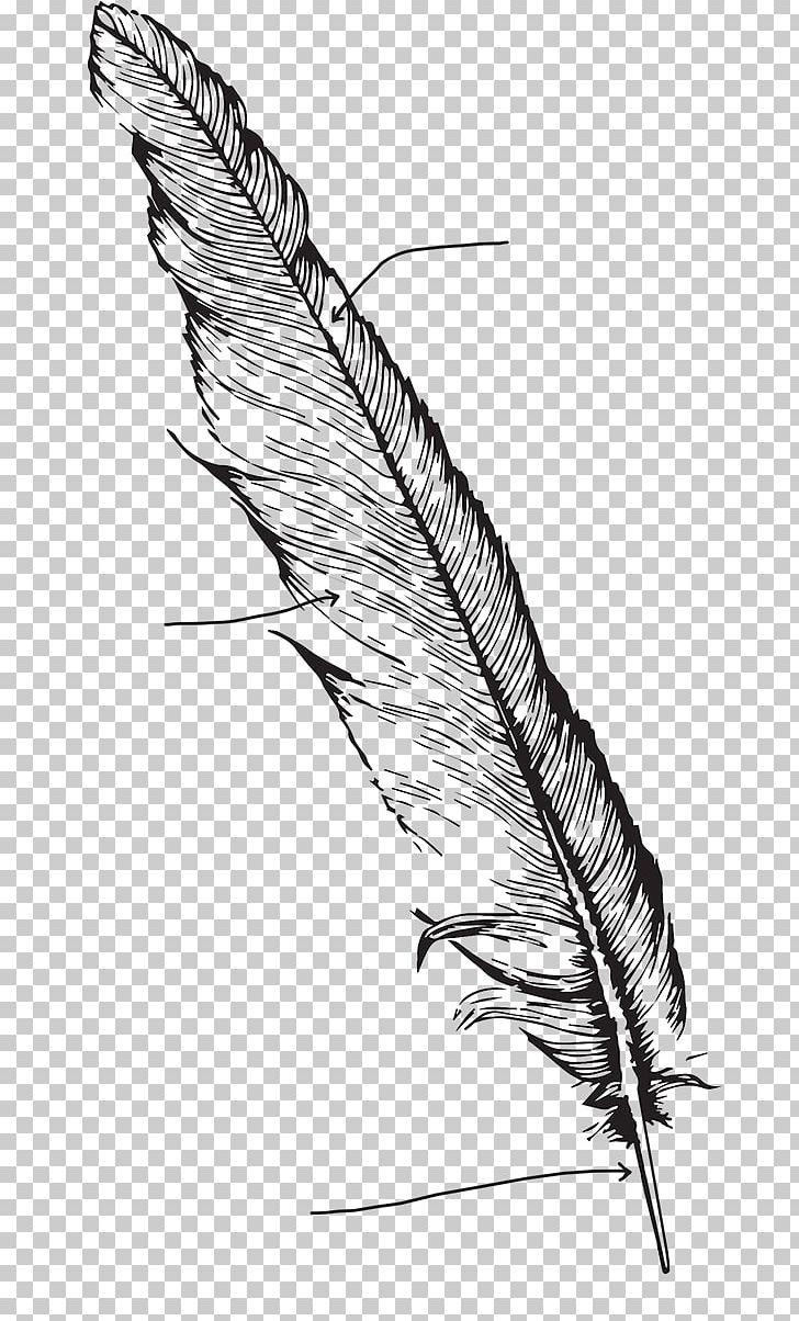 Feather Bird Drawing Line Art PNG, Clipart, Animals, Artwork, Beak, Bird, Black And White Free PNG Download