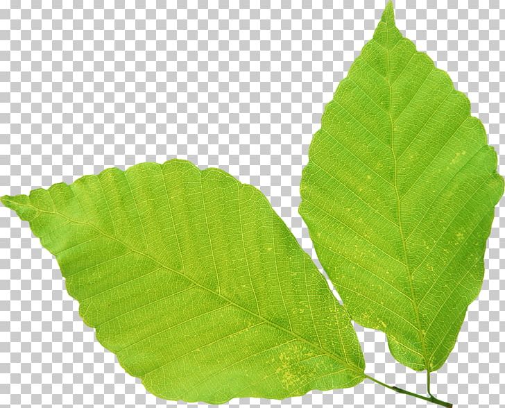 Green Leaf No PNG, Clipart, Digital Image, Green, Leaf, Others, Photography Free PNG Download