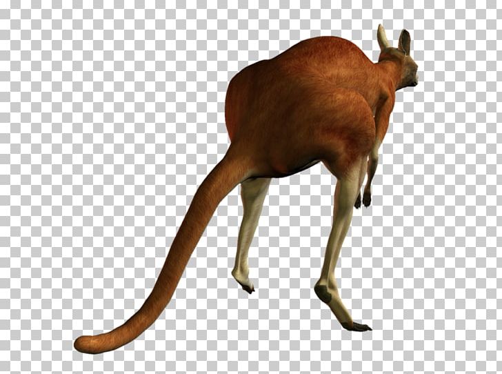 Kangaroo Dog Deer Macropodidae Koala PNG, Clipart, Animal, Animal Figure, Animals, Antelope, Camel Free PNG Download