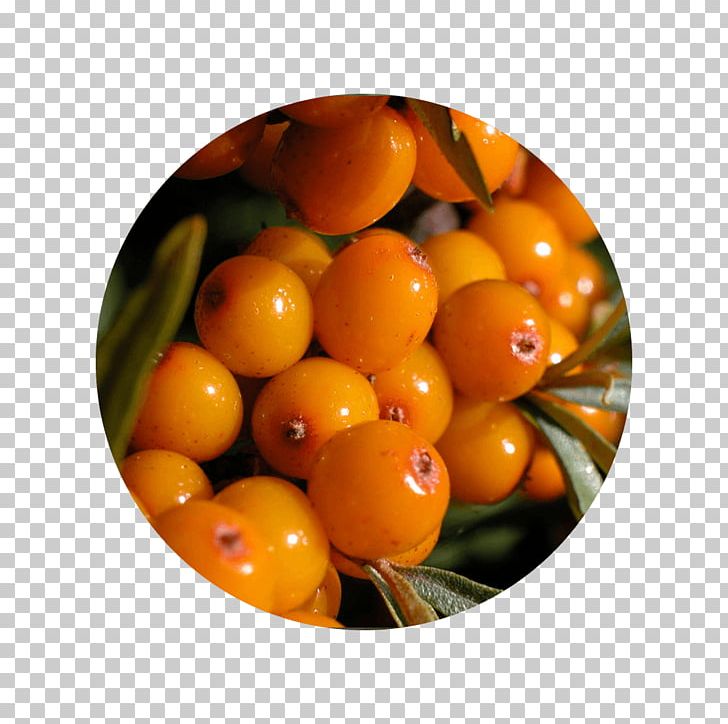 Seaberry Sea Buckthorn Oil Cultivar Description PNG, Clipart, Azalea, Berry, Citrus, Clementine, Cultivar Free PNG Download