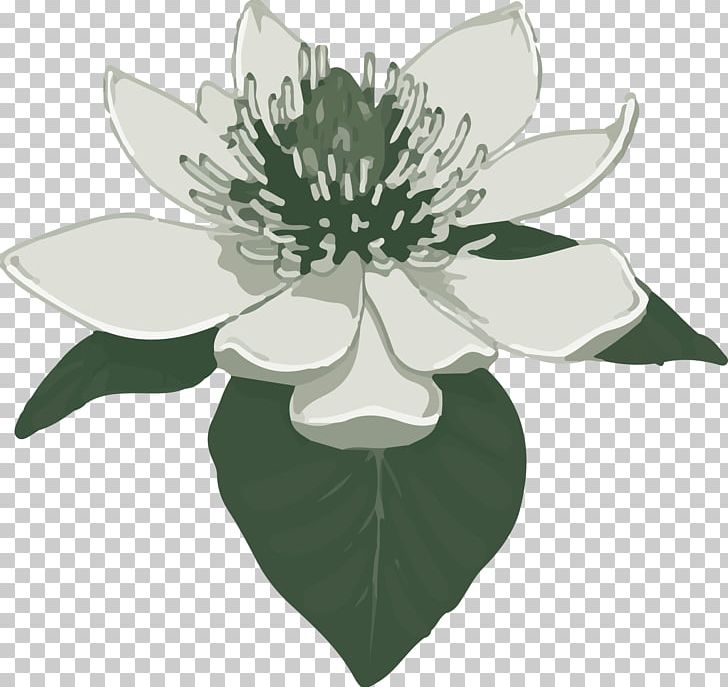 Southern Magnolia PNG, Clipart, Flora, Floral Design, Flower, Flowering Plant, Green Free PNG Download