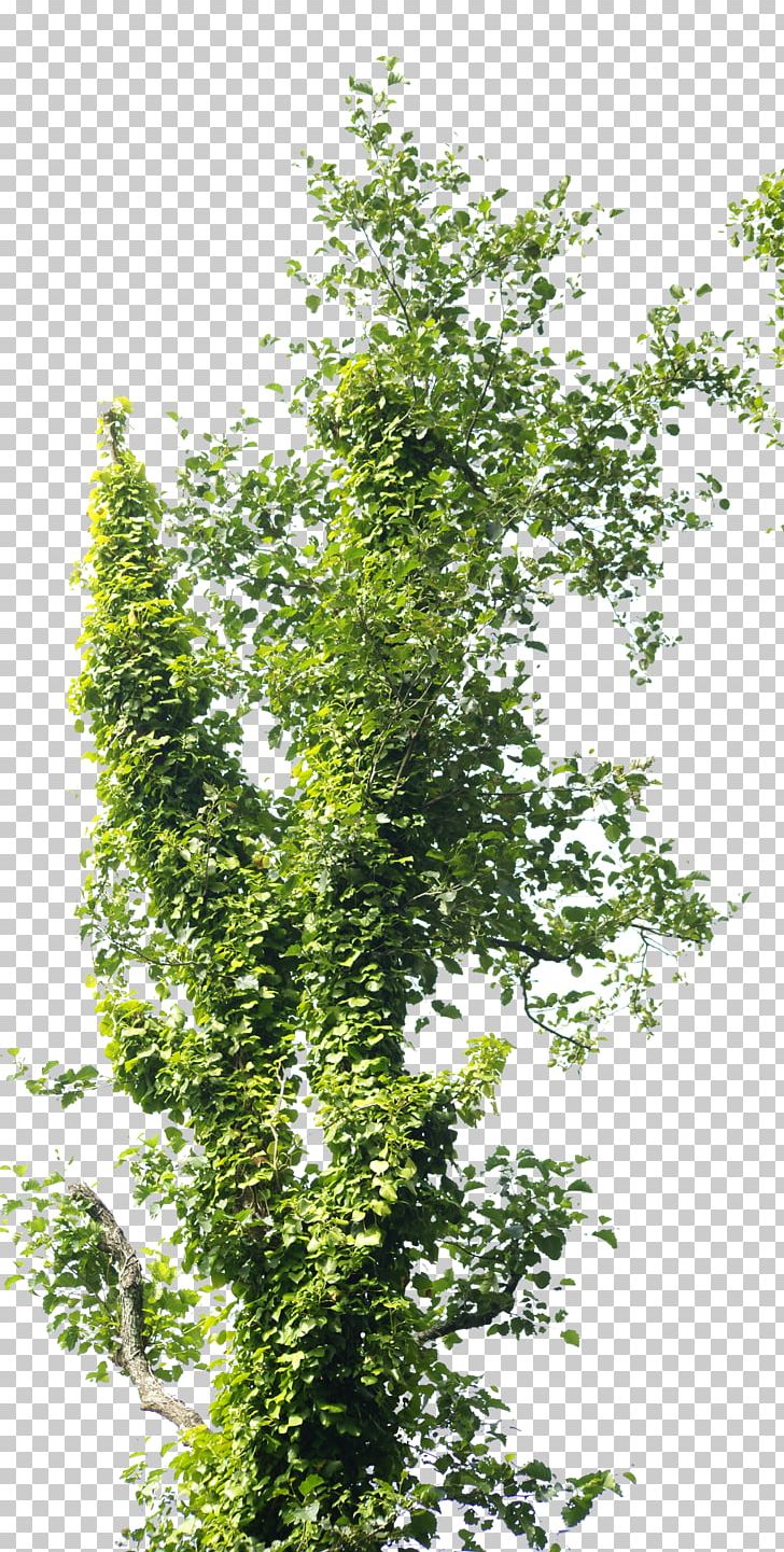 Branch Tree Trunk Reforestation PNG, Clipart, Acer Campestre, Bark, Branch, Cedar, Crown Free PNG Download