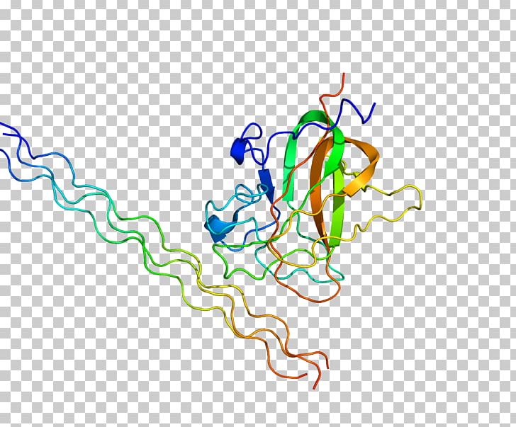 Discoidin Domain-containing Receptor 2 Receptor Tyrosine Kinase Protein PNG, Clipart, Area, Cluster Of Differentiation, Collagen, Ddr, Ddr 2 Free PNG Download
