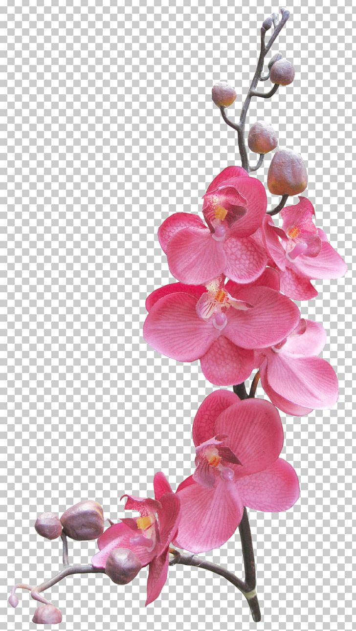 Frames PNG, Clipart, Art, Blossom, Branch, Cherry Blossom, Download Free PNG Download
