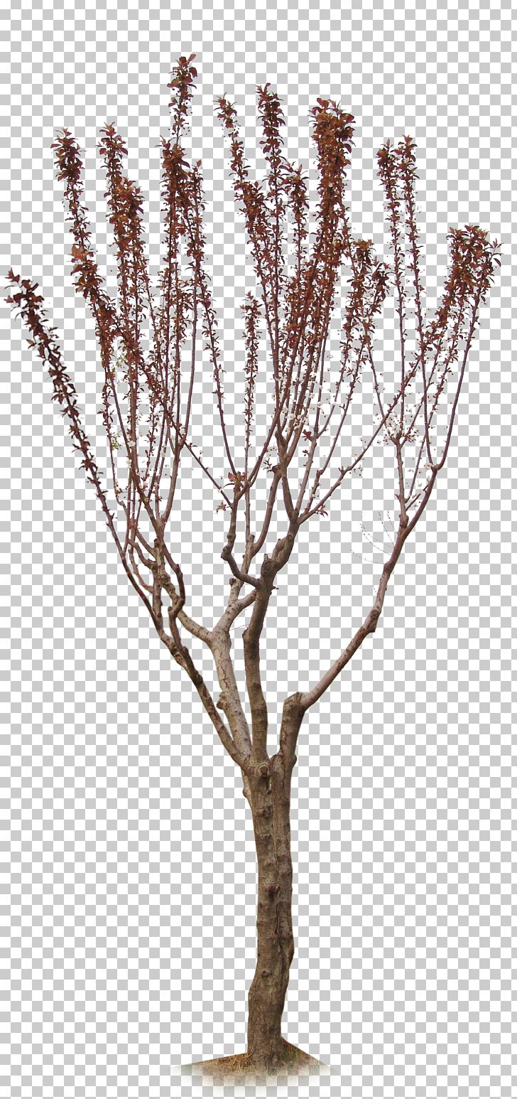 Ginkgo Biloba Twig Tree Plant PNG, Clipart, Autumn Tree, Bonsai, Branch, Christmas Tree, Decoration Free PNG Download