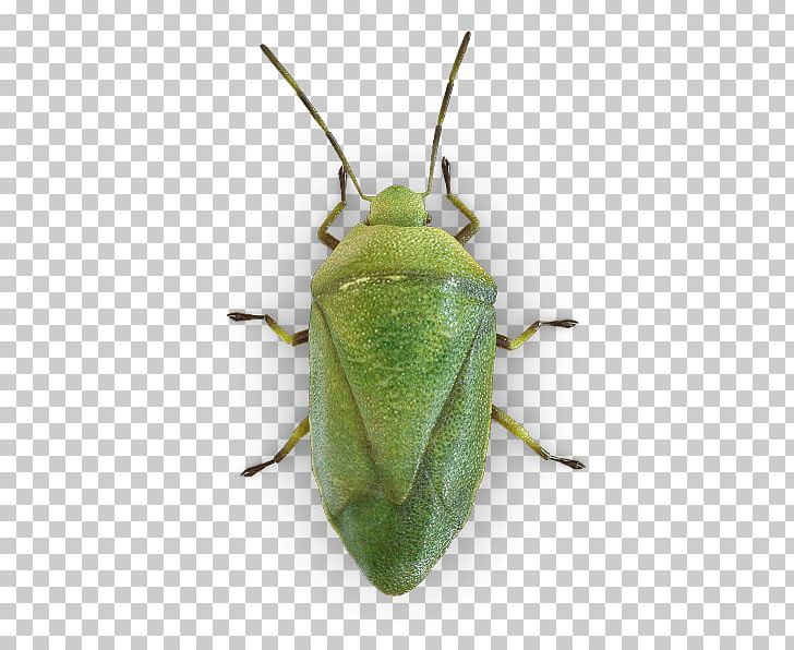 Insect True Bugs Brown Marmorated Stink Bug Pest Control PNG, Clipart, Animals, Arthropod, Bed Bug, Bedbug, Beetle Free PNG Download