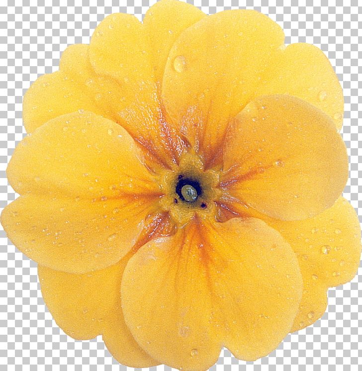 Nemesia Native Plant Flower Annual Plant PNG, Clipart, Annual Plant, Dahlia, Flower, Food Drinks, Four Star Greenhouse Inc Free PNG Download